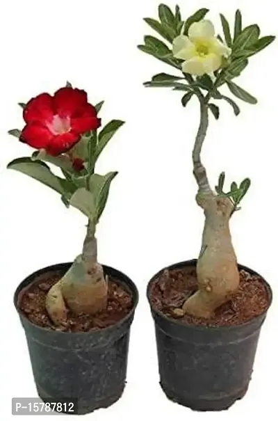 Entacloo_Adenium PlantSet of 2 Adenium Plant 02Set of 2 Adenium Plant 02