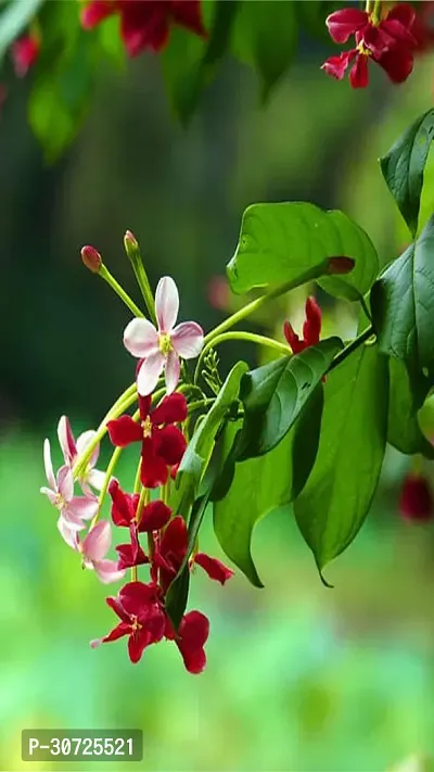 The Entacloo MadhumaltiRangoon Creeper Rangoon creeper plant-thumb0