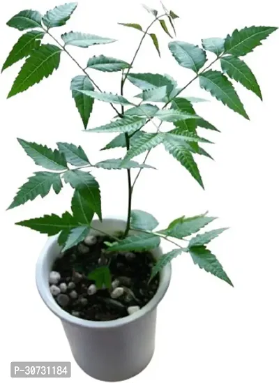 The Entacloo Neem Plant GET NEEM-thumb0