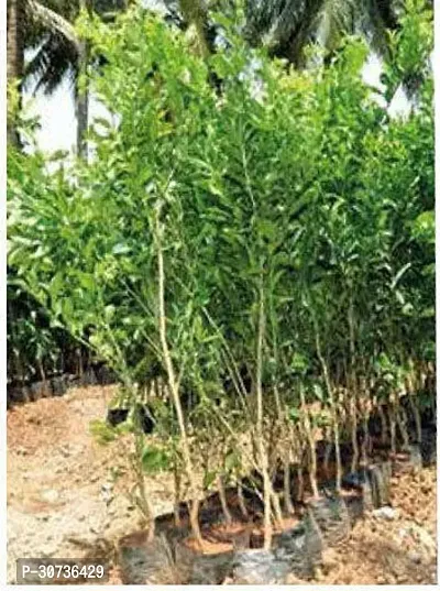 The Entacloo Orange Plant Nagpur Mandarin Orange All Time Variety Grafted Fruit Live PlantsTree(1-1.5 Ft Size)-thumb2