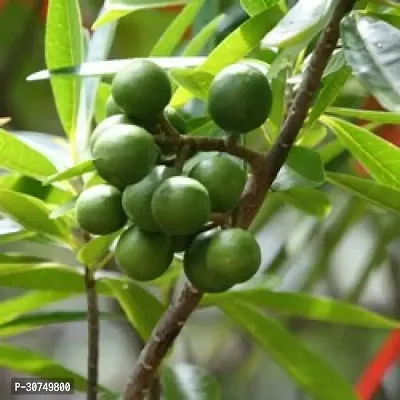 The Entacloo Rudraksha Plant Rudraksha Plants.1-thumb0