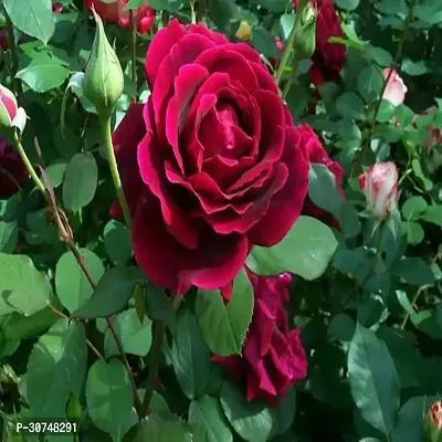 The Entacloo Rose Plant Climbing Roses for Home Garden-thumb0