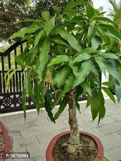 The Entacloo Mango Plant Bonsai Mango Plant (BaramasiAll Climate Fruiting)-thumb2