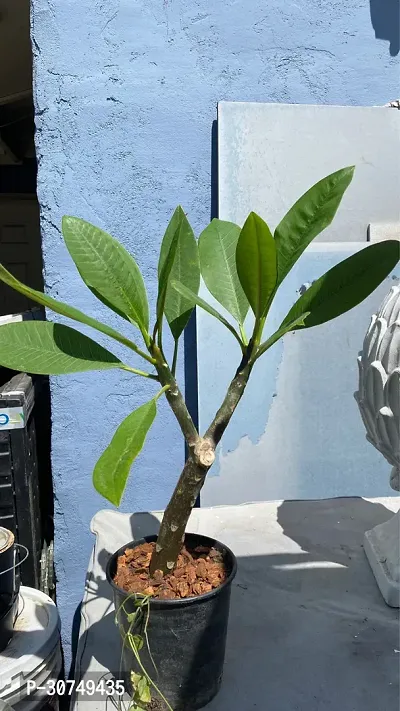 The Entacloo Plumeria Plant Amazing pulmeria Flower 06-thumb3