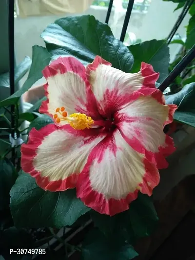 The Entacloo Hibiscus Plant NDJMF53-thumb0