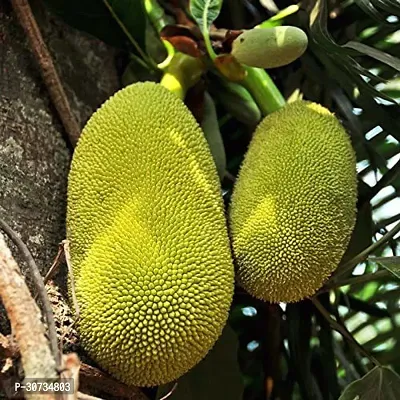 The Entacloo Jack Fruit Plant Jack Fruit Plant Grafted (Pack of 2) Live Plants-thumb0