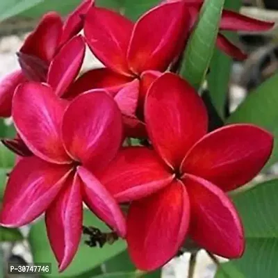 The Entacloo Plumeria Plant HMPA28-thumb0