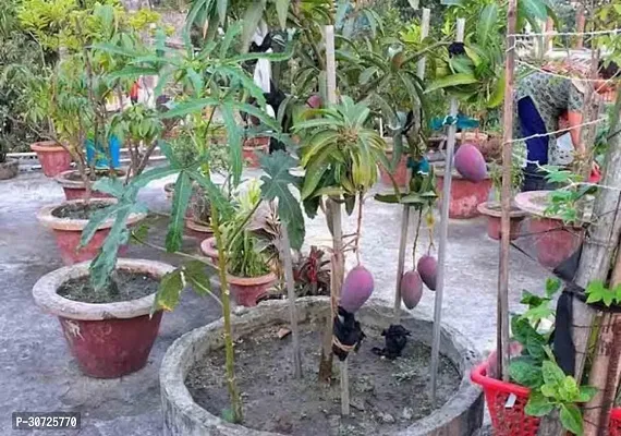 The Entacloo Mango Plant Gulab Khaas Mango Plant.-thumb0