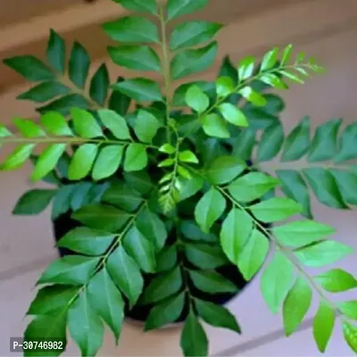 The Entacloo Curry Leaf Plant Curry leaf plant 01-thumb0