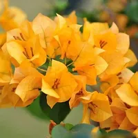 The Entacloo Bougainvillea Plant Bougainvillea Flower Plant(02)-thumb1