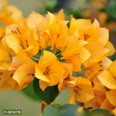 The Entacloo Bougainvillea Plant Bougainvillea Flower Plant(02)-thumb2