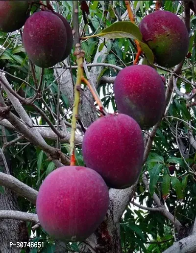 The Entacloo Mango Plant Apple Mango Plant-thumb0