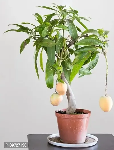 The Entacloo Mango Plant Bonsai Mango Plant (BaramasiAll Climate Fruiting)-thumb0