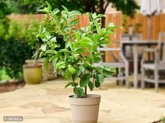 The Entacloo Guava Plant Hybrid Thai Variety Guava Grafted Live Plant.-thumb0