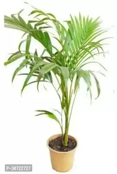 The Entacloo Areca Palm Areca Palm ar20-thumb0