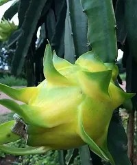 The Entacloo Dragon Tree Dragon Fruit Plant (02)-thumb1