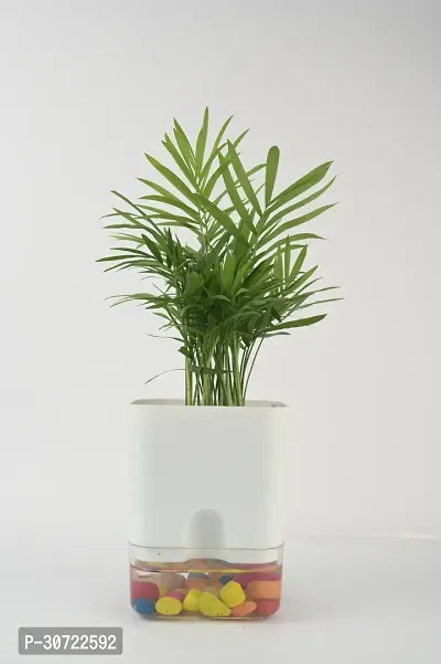 The Entacloo Areca Palm AVR Areca Palm tree live plant best indoor air purifying plant in self watering pot with Multicolor Stone, Pack of 1 (White)-thumb0