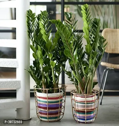 The Entacloo ZZ Plant Live Air Purifying Indoor ZZ (Zamioculcas Zamiifolia) Plant for Home DecorationBalcony 2 Healthy Live Plant CF13-thumb0