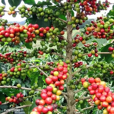 The Entacloo Coffee Plant COFFEE PLANT