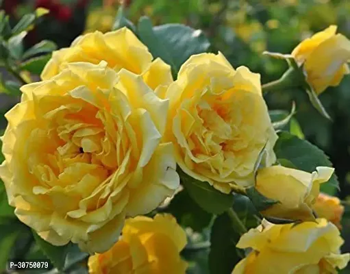 The Entacloo Rose Plant Guruji PlantationLive Yellow Color Rose Plant-thumb0