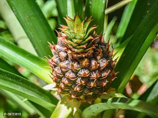 The Entacloo Pine Apple Plant PINE APPLE CHILD PLANT-thumb0