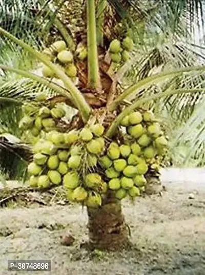 The Entacloo Coconut Plant EVCOCOARAV43-thumb0