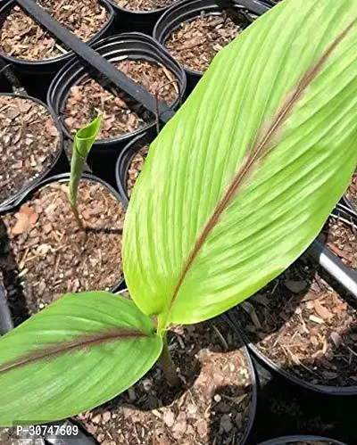 The Entacloo Turmeric Plant turmeric77-thumb0