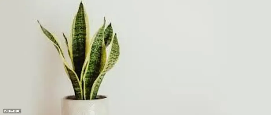 The Entacloo Snake Plant SNAKE PLANT KE33-thumb2