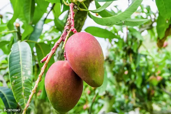 The Entacloo Mango Plant Mango Plant-thumb0