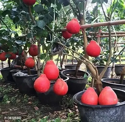 The Entacloo Lemon Plant Lemon Plant ( Red Lemon Plant )