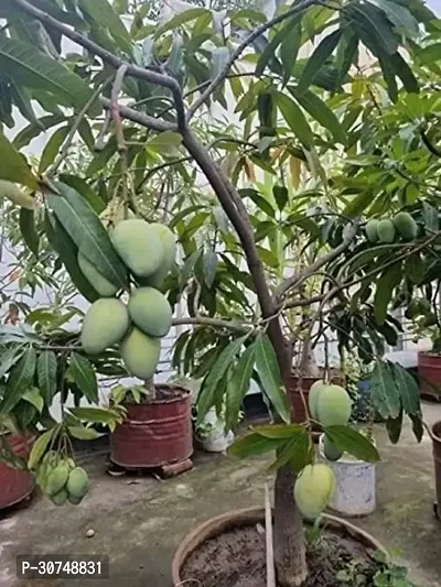 The Entacloo Mango Plant Sweet Live Grafted Himsagar Mango Plant.-thumb0