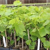 The Entacloo Grape Plant Grape Plant Moon Drops Black Seedless Grape plant 1 Healthy Vine Cutting Plant on Poly Bag.-thumb2