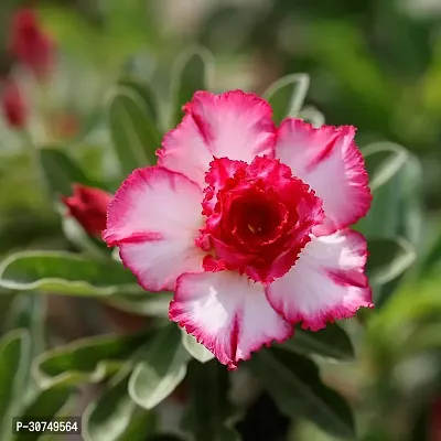 The Entacloo Adenium Plant ADENIUM PLANT WWF4-thumb2