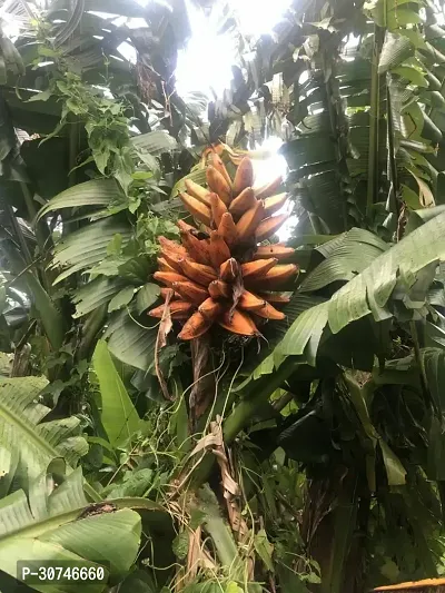 The Entacloo Banana Plant Musa Troglodytarum Banana Plant-thumb3