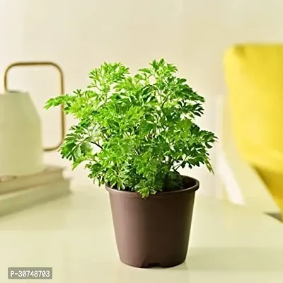 The Entacloo Aralia Plant ARALIA PLANT SDGSE-thumb0