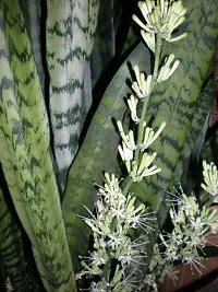 The Entacloo Snake Plant Live Air Purifying snake plants with pot-thumb1