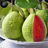 The Entacloo Guava Plant Guava plant-thumb1