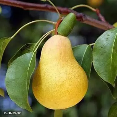 The Entacloo Pear Plant Nashpati (pear) Fruit Plant by Plants Bazar