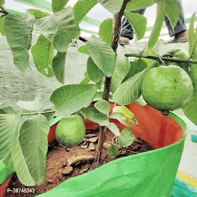 The Entacloo Guava Plant Hybrid Thai Variety Guava Grafted Live Plant. v13-thumb0