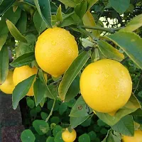 The Entacloo Lemon Plant Live All SeasonSarbati Lemon Plant for Garden-thumb1