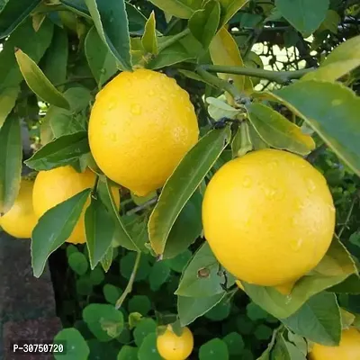 The Entacloo Lemon Plant Live All SeasonSarbati Lemon Plant for Garden-thumb2