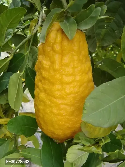 The Entacloo Lemon Plant Ganapathy Lemon Live Plant-thumb0