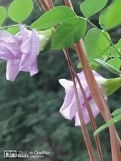 The Entacloo Aparajita Butterfly Pea Plant pink aparajita flower plant-thumb0