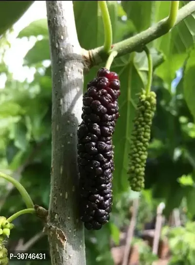 The Entacloo ShahtootMulberry Plant All Time Given Fruit-thumb0