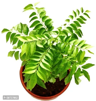 The Entacloo Curry Leaf Plant Kadi Patta Medicinal Plants-thumb0