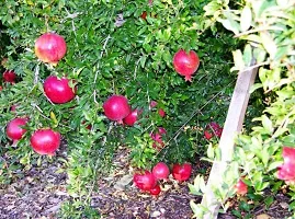 The Entacloo Pomegranate Plant Live Bonsai Dwarf Pomegranate Anar Super Bhagwa variety FruitDalim fruit plant-thumb1