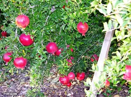 The Entacloo Pomegranate Plant Live Bonsai Dwarf Pomegranate Anar Super Bhagwa variety FruitDalim fruit plant-thumb2