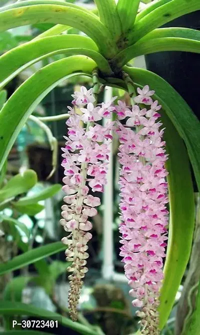 The Entacloo Lily Plant Exotic Vanda Rhyncostylis retusa Foxtail Orchid Live Plant in Pot-thumb0