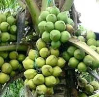 The Entacloo Coconut Plant Mekong Delta Vietnam Dwarf Live Plant Vietnam Coconut Tree Planthybrid (PACK OF 1)-thumb1