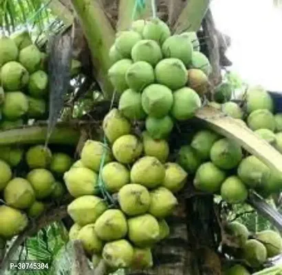 The Entacloo Coconut Plant Mekong Delta Vietnam Dwarf Live Plant Vietnam Coconut Tree Planthybrid (PACK OF 1)-thumb2